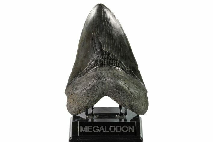 Fossil Megalodon Tooth - Monster Meg Tooth! #146297